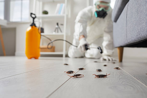 Post-Treatment Bed Bug Interceptor Monitoring in Blanchard